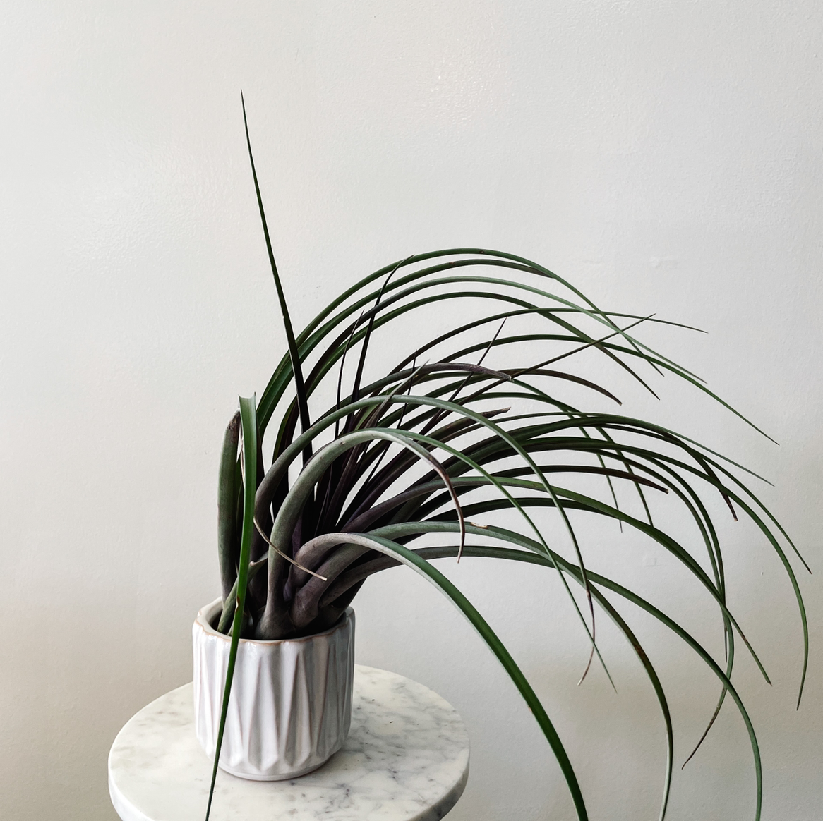Capitata Air Plant in a white pot on a marble surface, with long, slender green leaves.