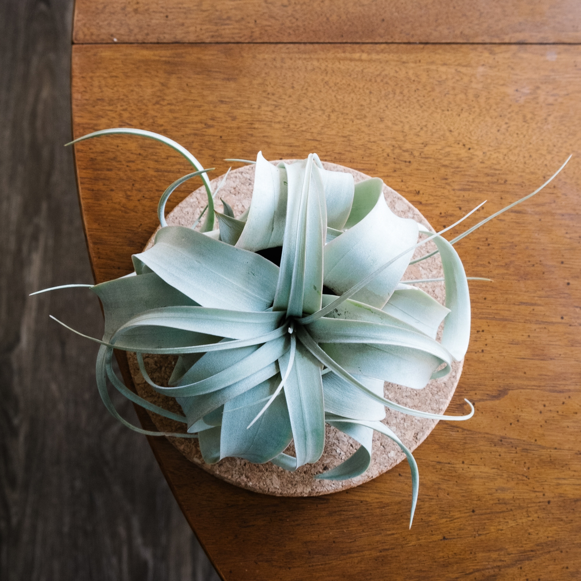 Tillandsia Xerographica plant on a cork mat on a wooden surface.