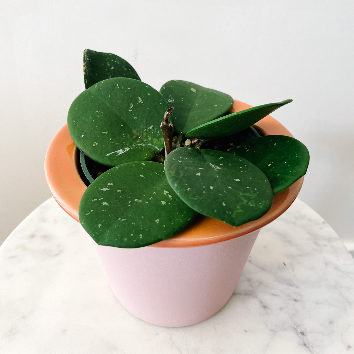 Hoya obovata plant in a pink pot with large, round, green leaves with white speckles.