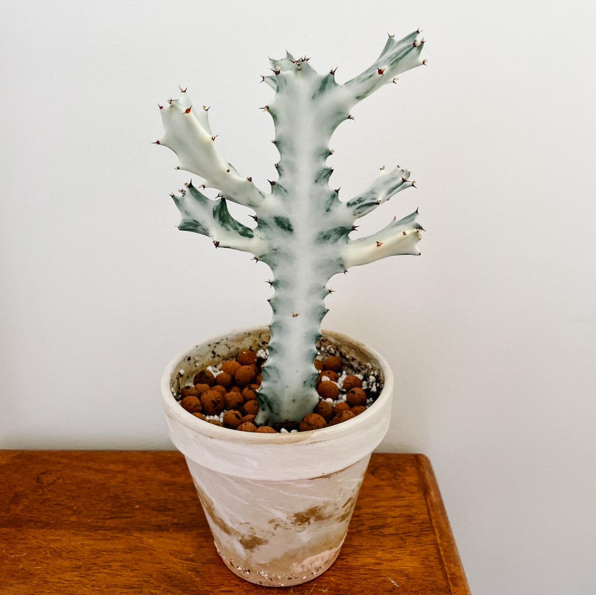 Photo of the plant species Dragon Bone Cactus by @plantsofthexu named Euphorbia lactea ghost (white) on Greg, the plant care app