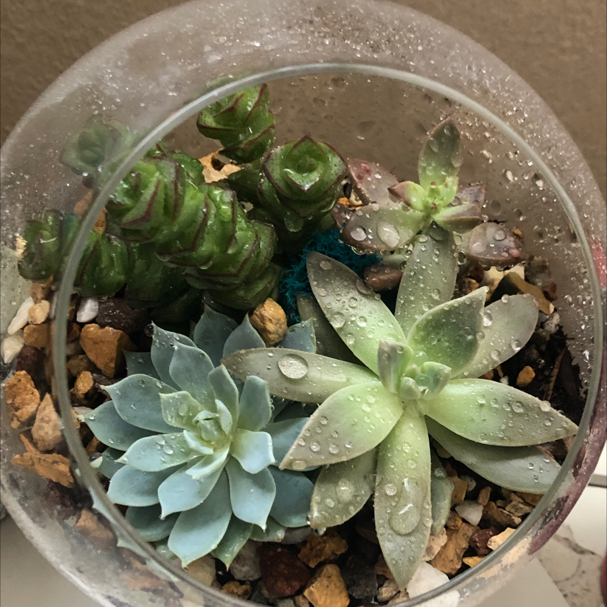 Ghost Plant plant photo by Lucas named James, Ghost, Knive, Tri on Greg, the plant care app.
