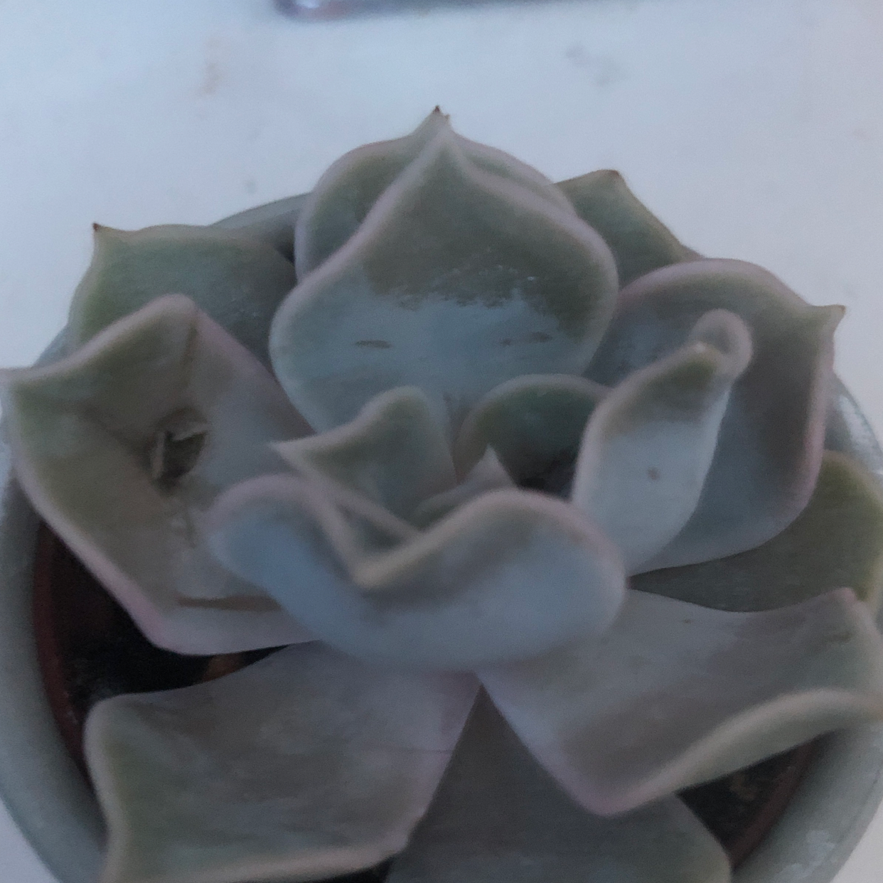 Echeveria Runyonii plant photo by Lucas named Scout on Greg, the plant care app.