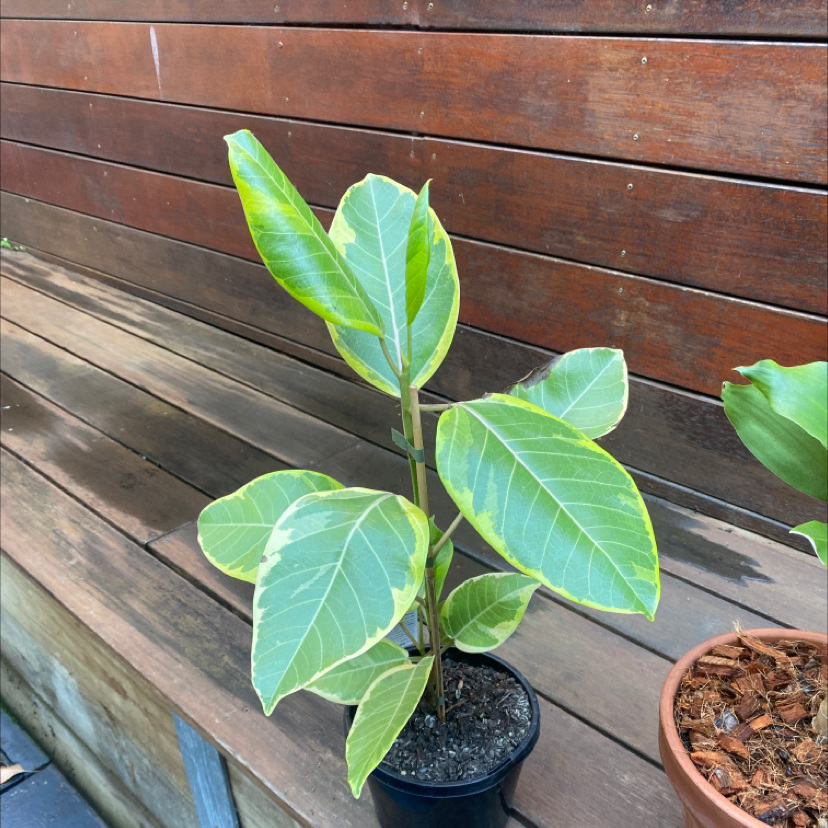 Potted Council Tree plant with broad green leaves and yellow edges, set against wooden planks.