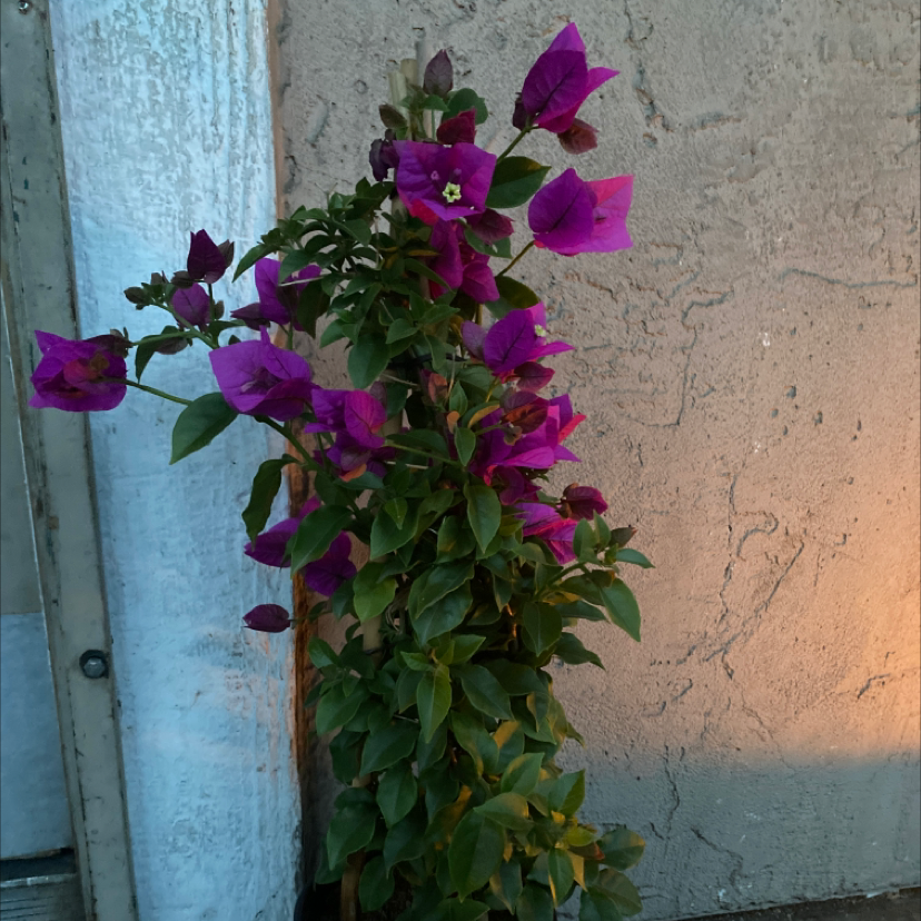 💧 Why Are My Bougainvillea Leaves Droopy?