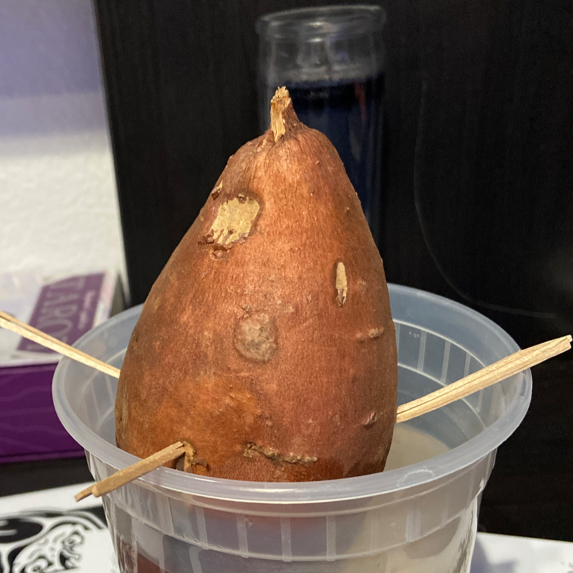 A sprouting sweet potato held upright with toothpicks in a clear plastic container, likely filled with water.