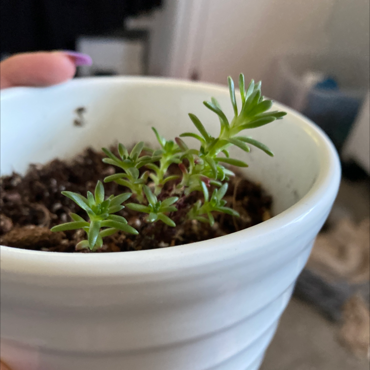 Close-up of a healthy Moss Rose Purslane succulent plant with green fleshy leaves growing in a white ceramic pot, with visible soil.
