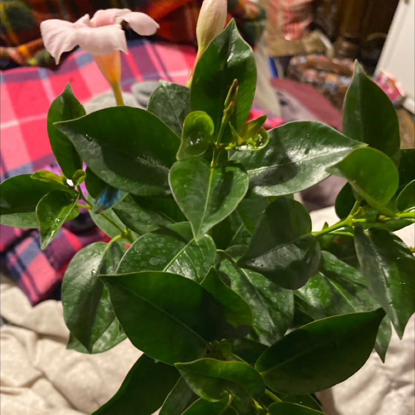 Brazilian Jasmine plant with dark green leaves and a pink flower.