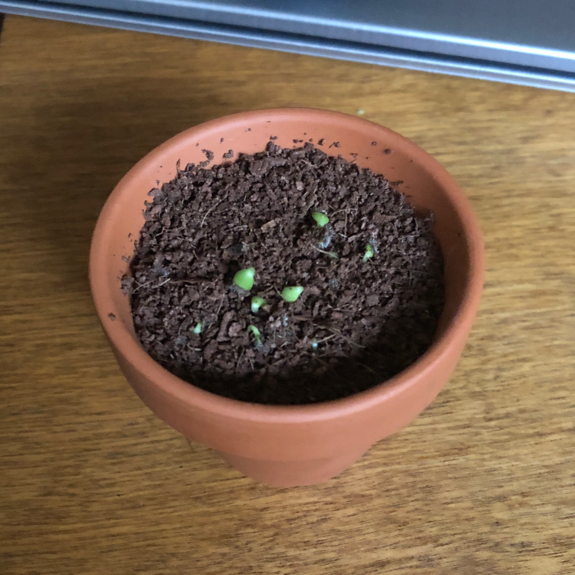 True Forget-Me-Not plant photo by @Playboyfox named Gaia on Greg, the plant care app.