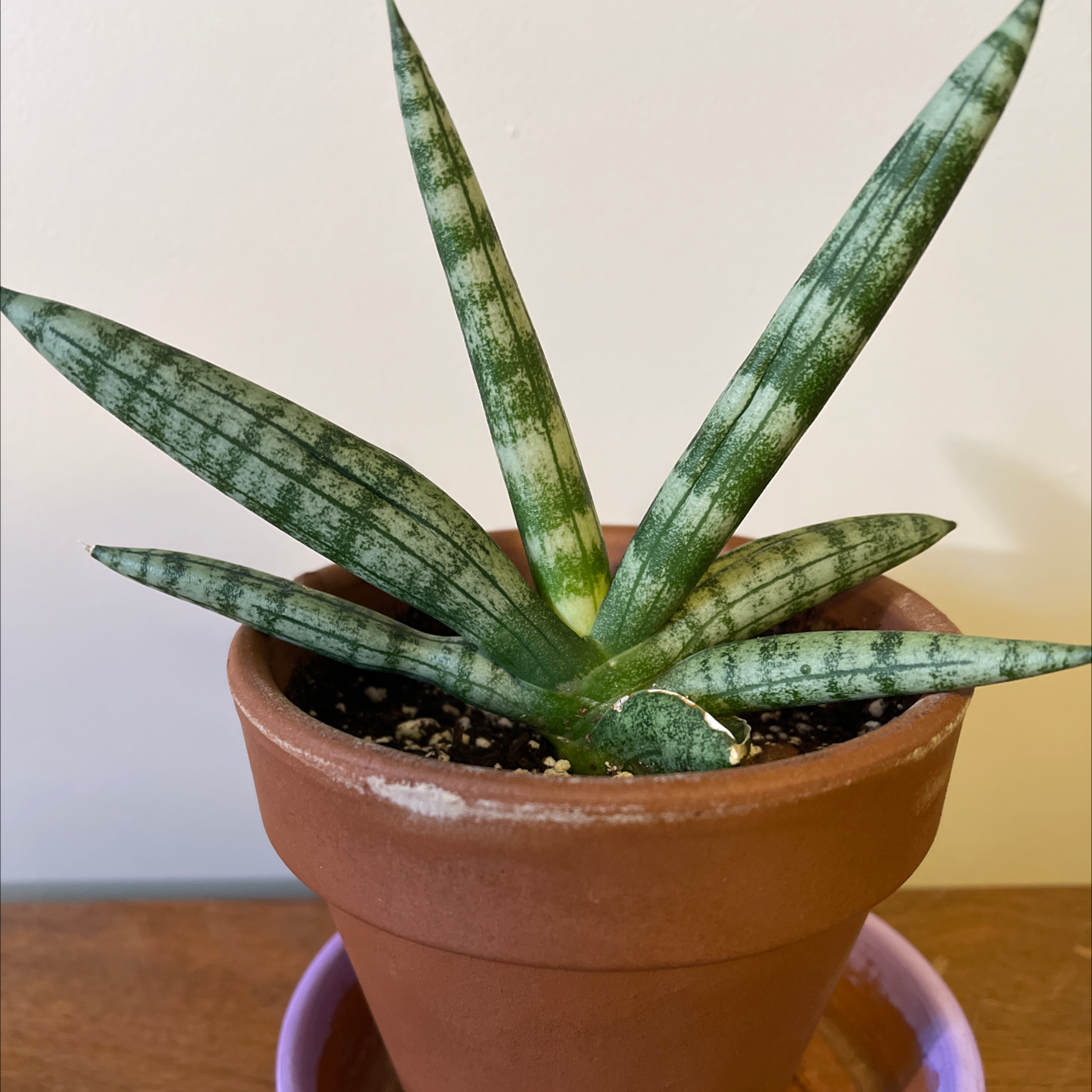 Starfish Snake Plant in a terracotta pot with visible soil, well-framed and in focus.