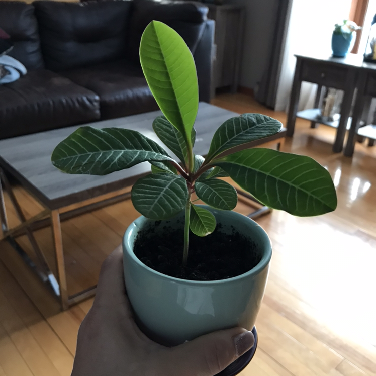 Madagascar Jewel plant in a small pot held by a hand, with indoor furniture in the background.