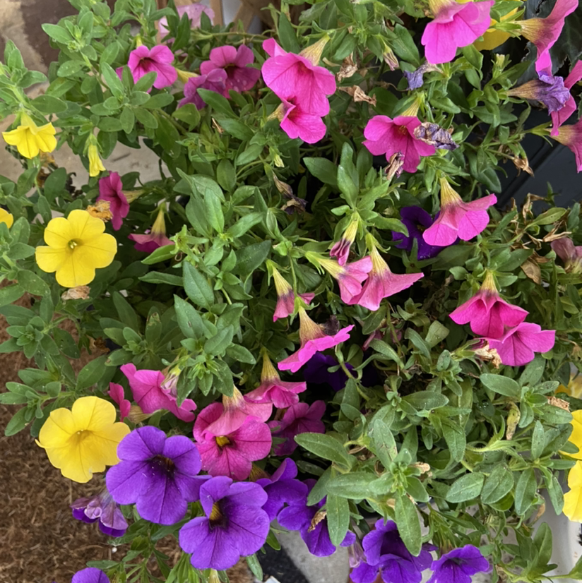 Million Bells plant with vibrant yellow, pink, and purple flowers.