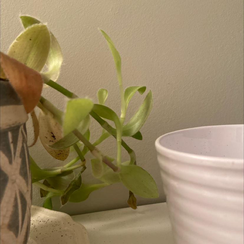 White Velvet plant with light green leaves, some browning, in a pot next to another pot.