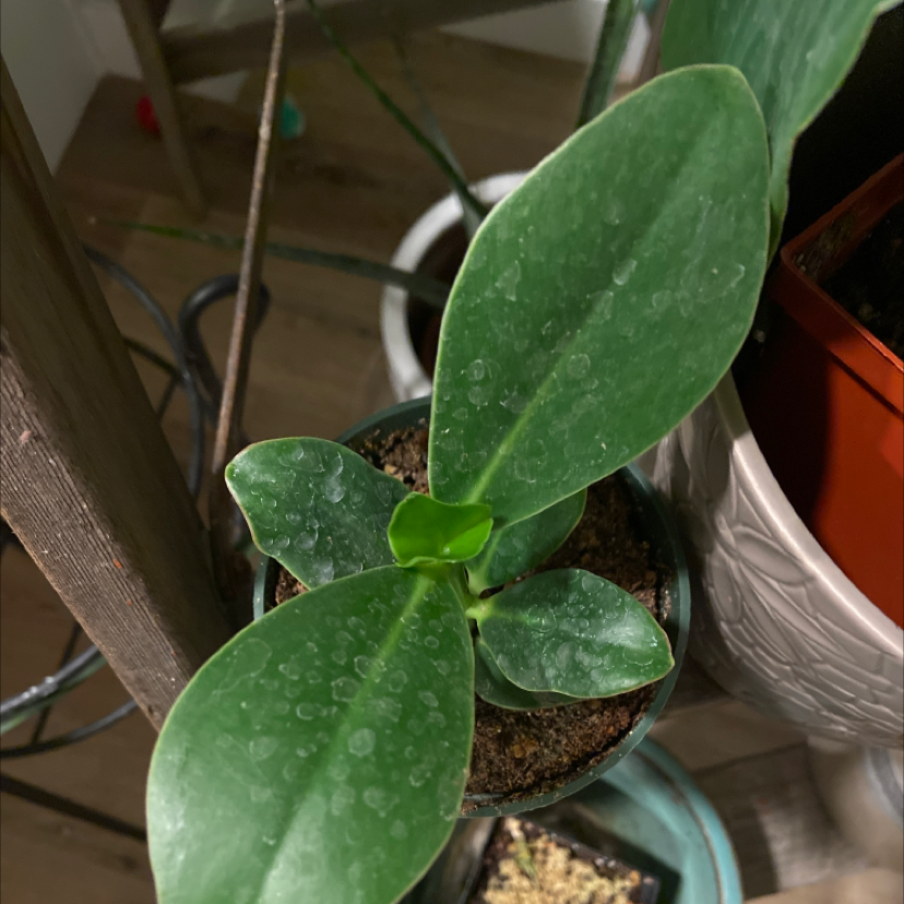 Autograph Tree plant with broad green leaves in a pot, soil visible.