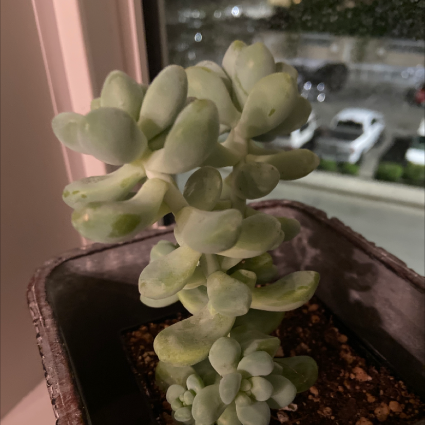 Purdy's Stonecrop succulent plant in a pot with visible soil, healthy green leaves.