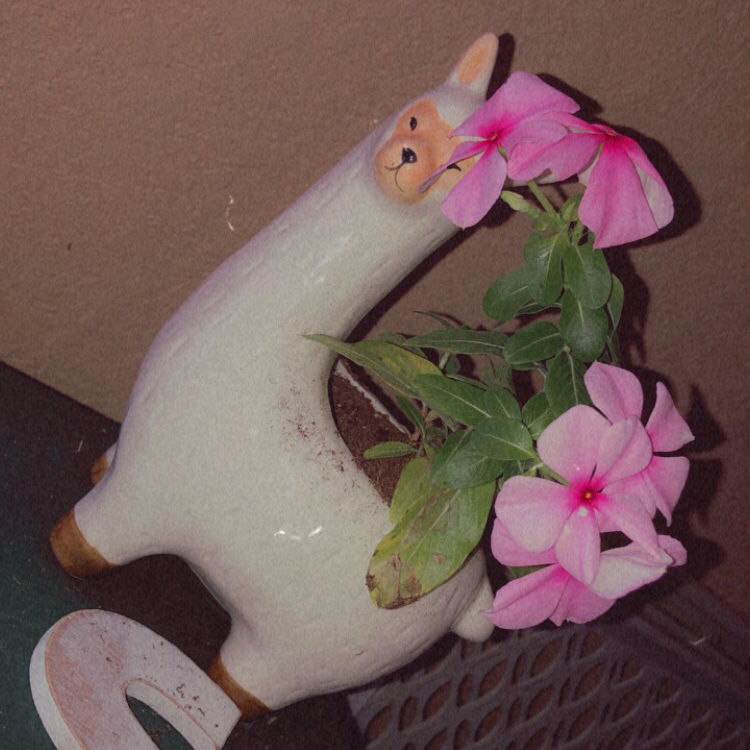 Photo of the plant species Bright Eyes by @sydjanart named yuji on Greg, the plant care app