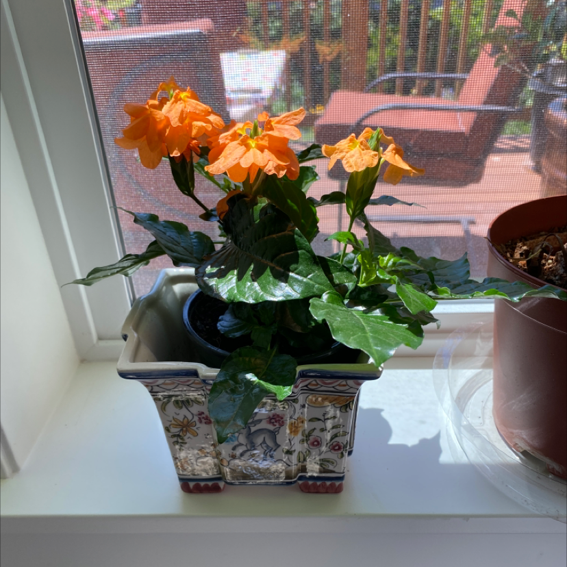 Potted Firecracker Flower with vibrant orange blooms on a windowsill.