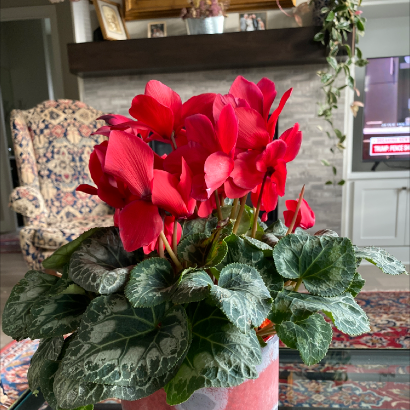 Why Are There Brown Spots on My Cyclamen?