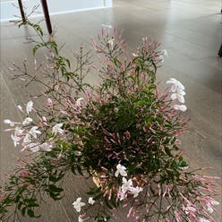 Pink jasmine plant