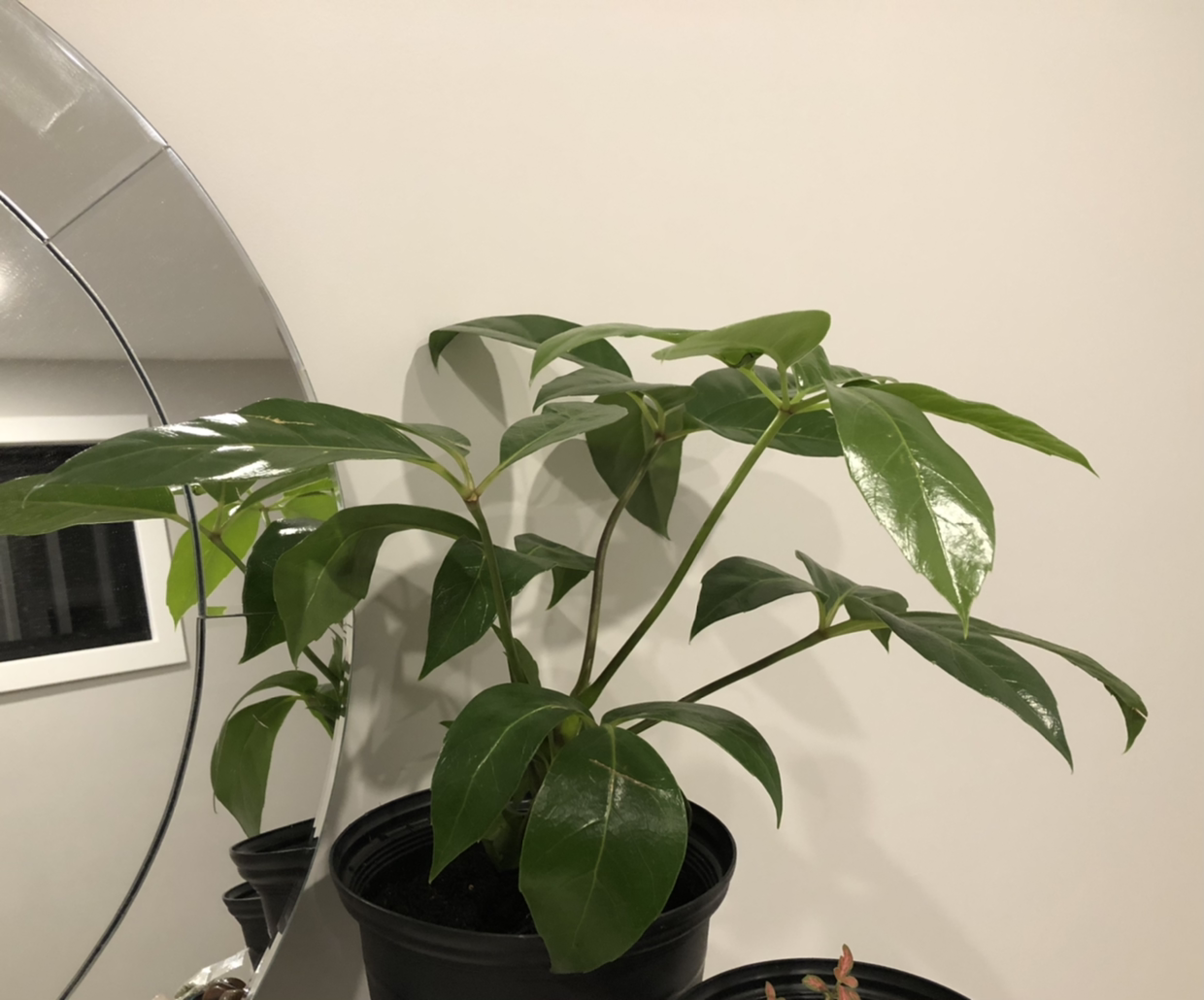 Healthy Alpine Schefflera plant with glossy green leaves in a black pot.