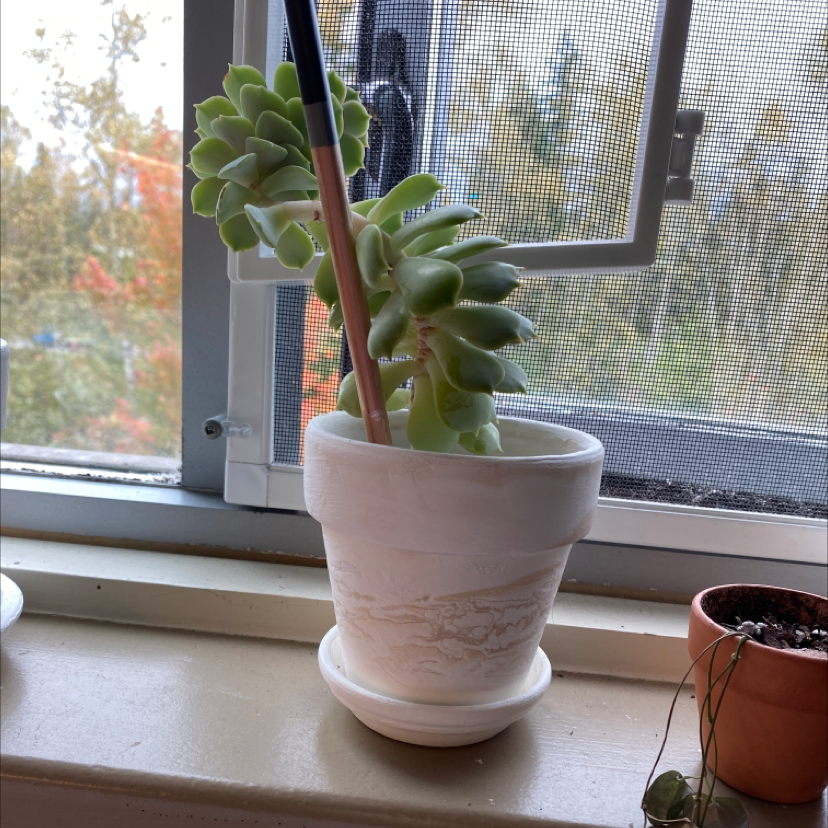 Potted Echeveria Runyonii succulent on a windowsill, supported by a stick.