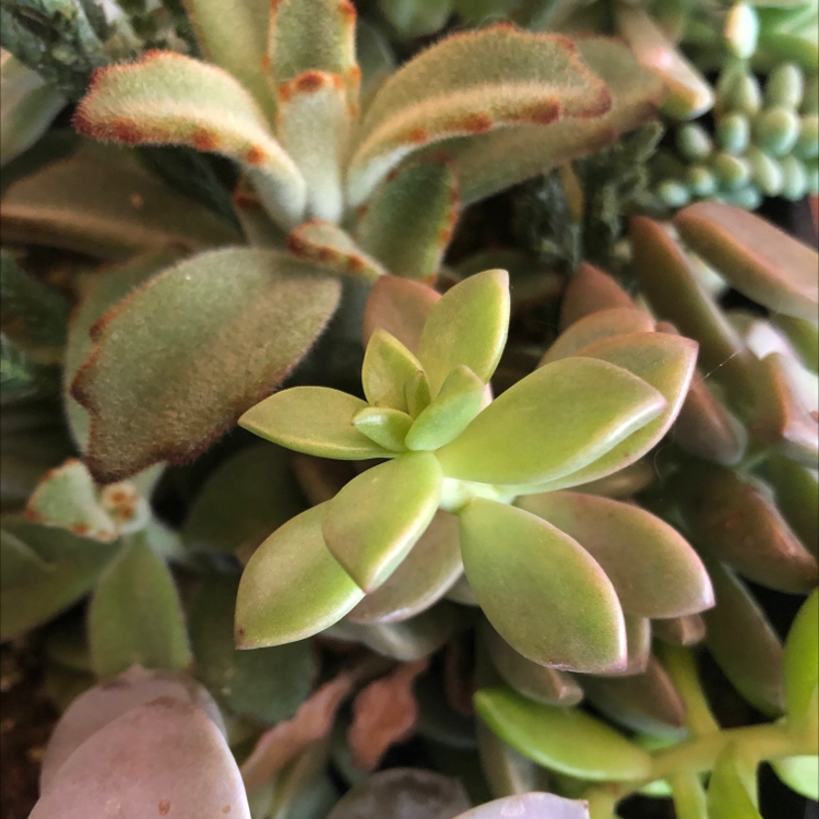 Healthy Crassula pellucida plant with vibrant variegated heart-shaped leaves in shades of green, pink and cream.
