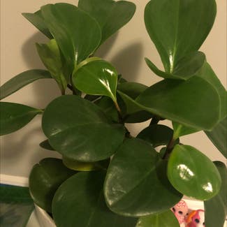 Baby Rubber Plant plant in Surrey, British Columbia