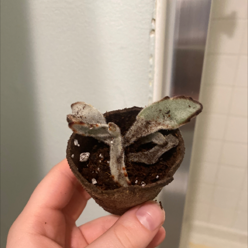 A small plant with discolored leaves in a pot held by a hand, background is a bathroom.