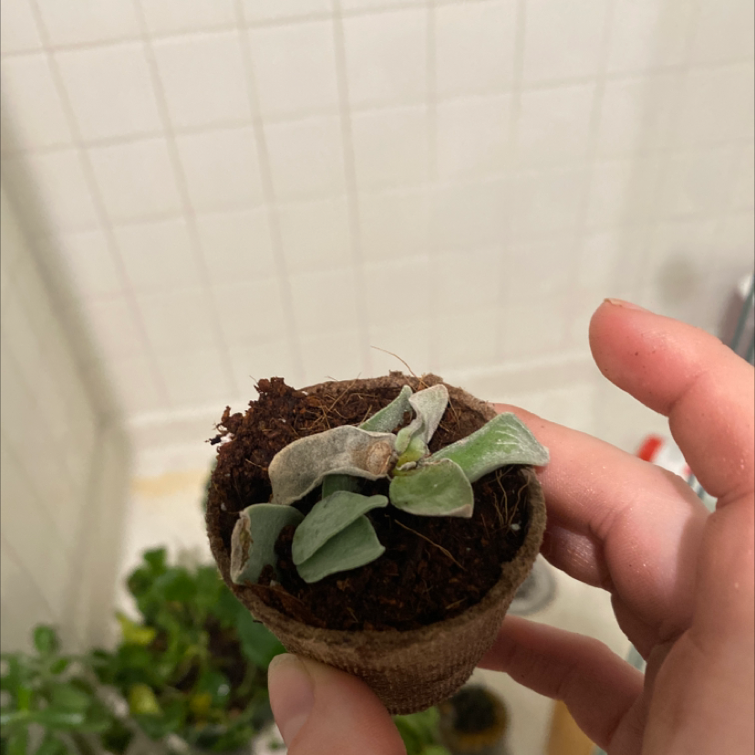 A small plant in a pot with some leaf discoloration, held by a hand.