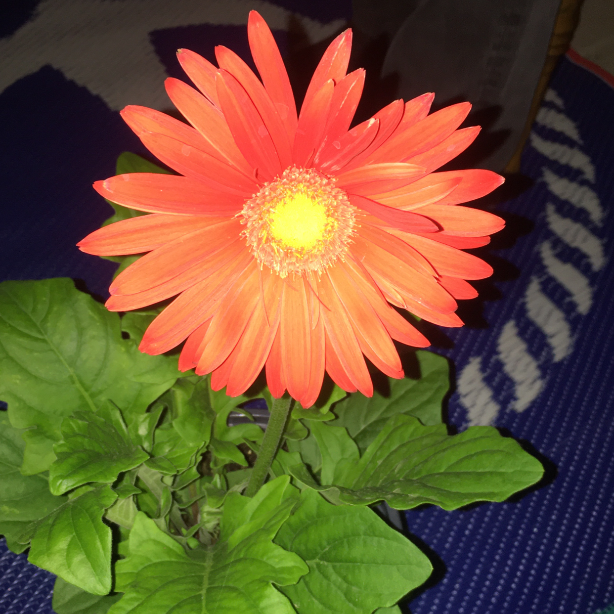 Gerbera plant with a vibrant orange flower and healthy green leaves.