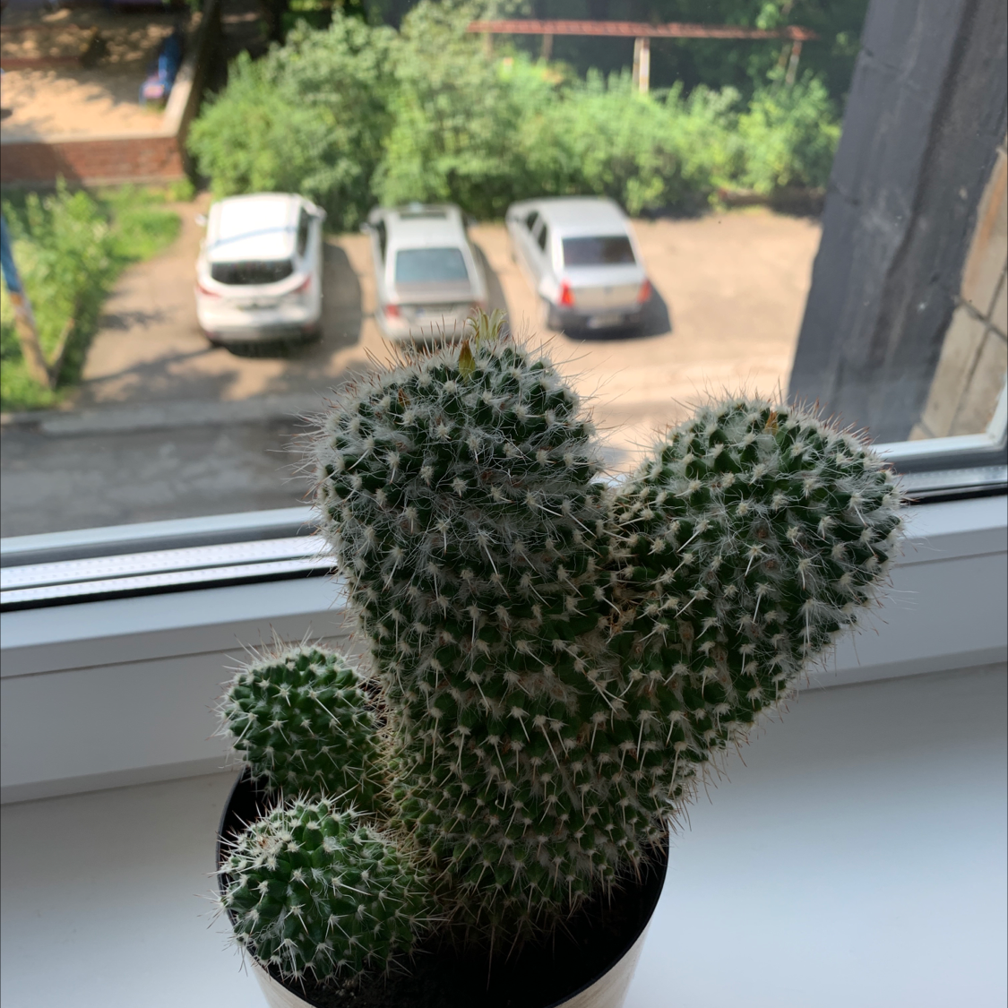 Hooked cactus on a windowsill with a view of parked cars and greenery outside.
