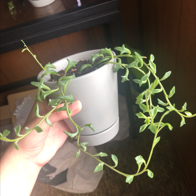 String of Dolphins plant in a white pot held by a hand, with vibrant green leaves.