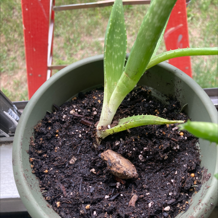 Aloe vera plant photo by @Lalala named Homer on Greg, the plant care app.
