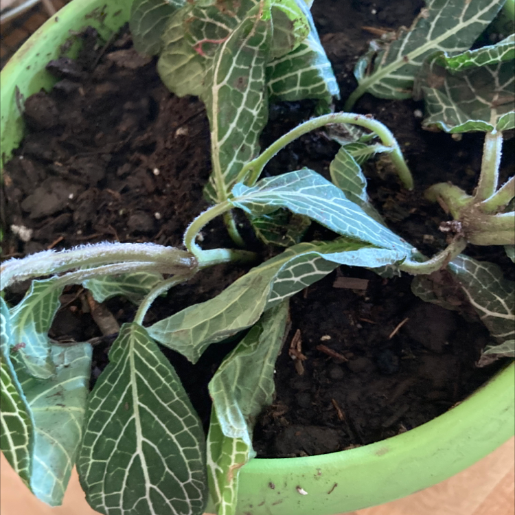 Nerve Plant plant photo by @Lalala named Osmo on Greg, the plant care app.
