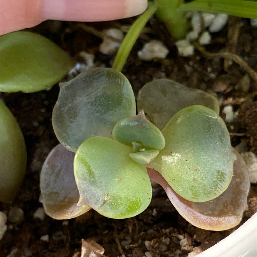 Close-up of Purdy's Stonecrop succulent with visible soil and a hand in the top part of the image.