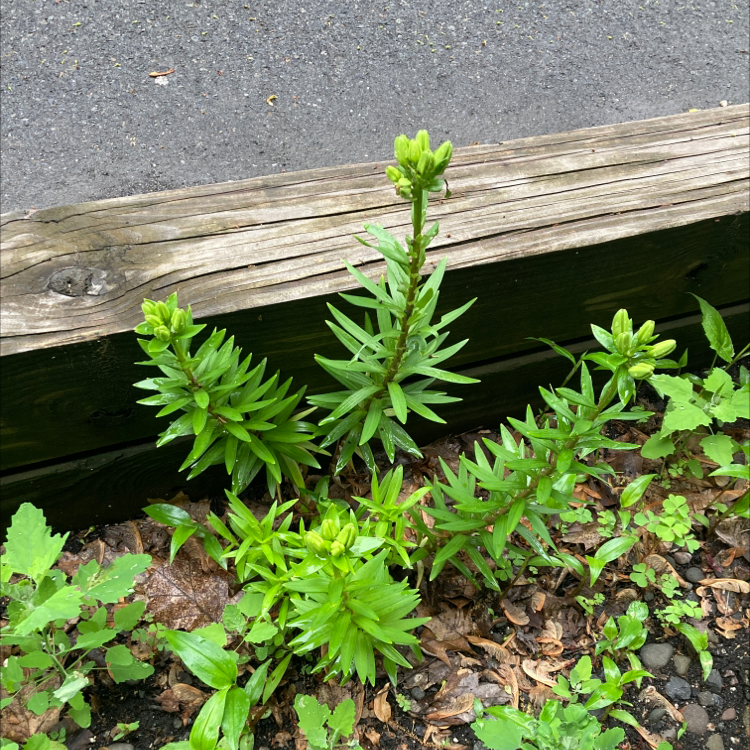 How to Prune Tiger Lily