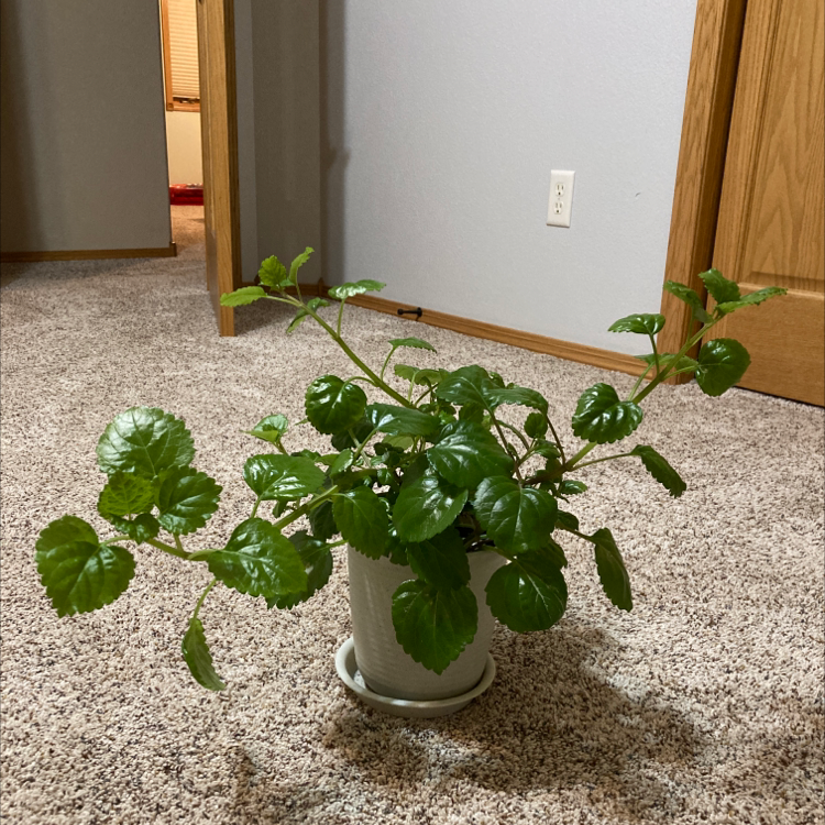 Swedish Ivy plant in a white pot on a carpeted floor, appearing healthy with vibrant green leaves.