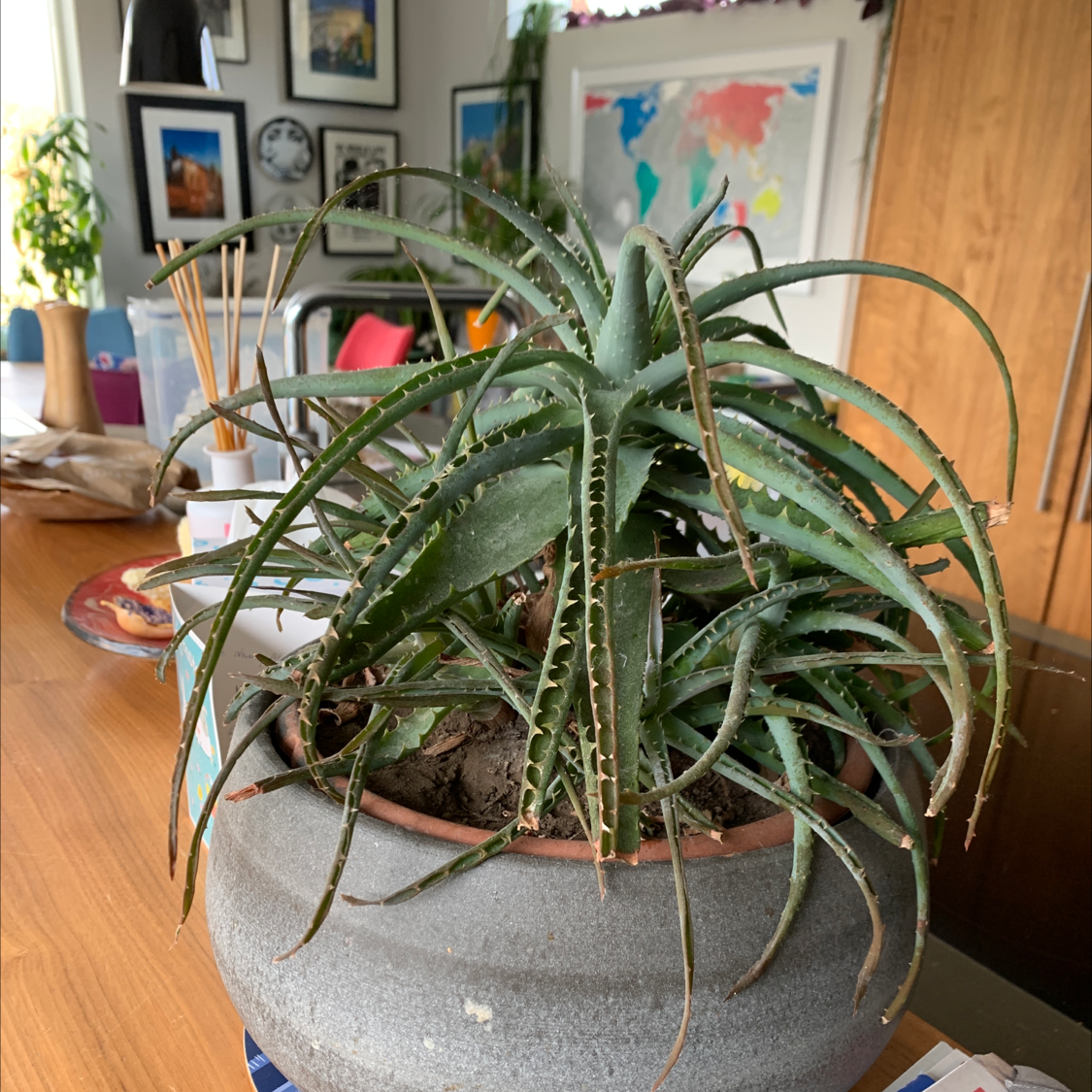 Potted Candelabra Aloe plant on a wooden table indoors with green leaves.