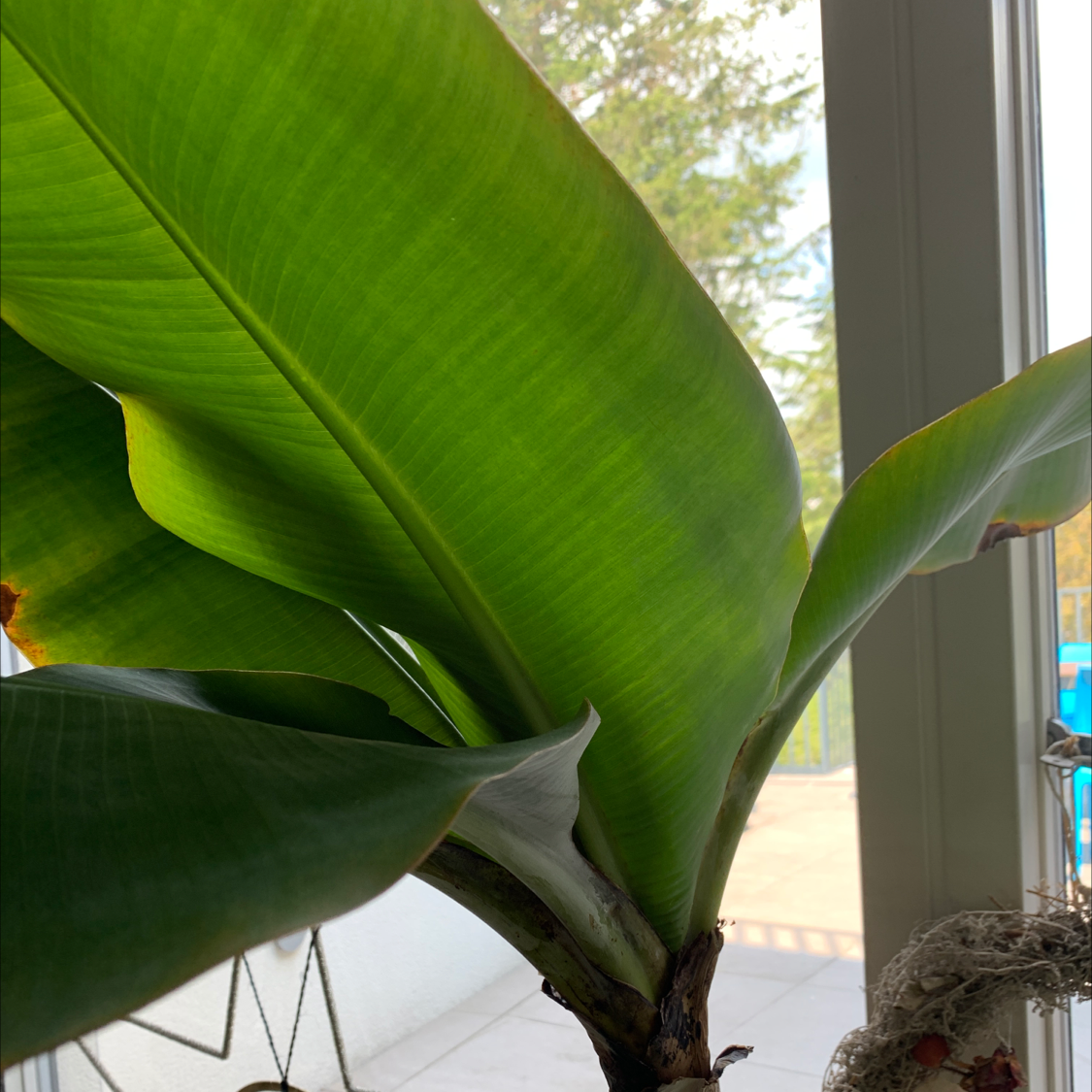 Dwarf Banana plant with large green leaves near a window.