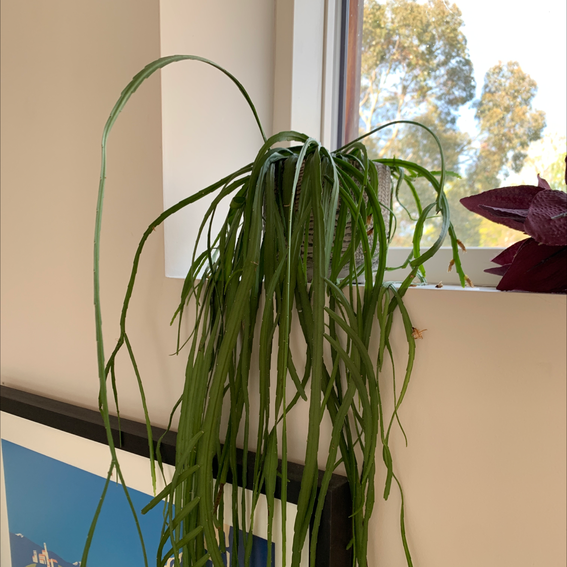 Mistletoe Cactus with long, thin, green stems drooping near a window.