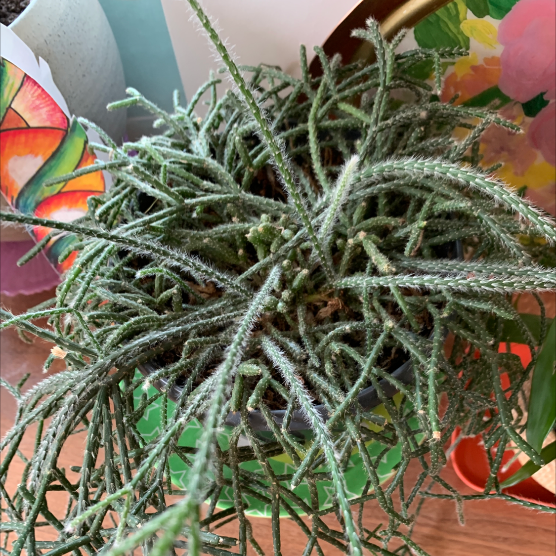 Hairy Stemmed Rhipsalis plant with numerous thin, hairy stems in a pot.