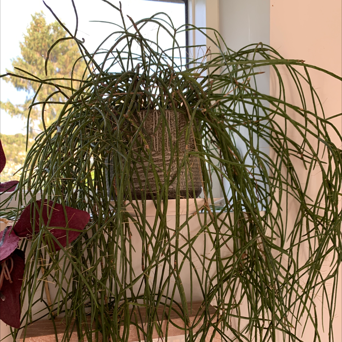 Mistletoe Cactus with long, thin, green stems cascading from a pot near a window.