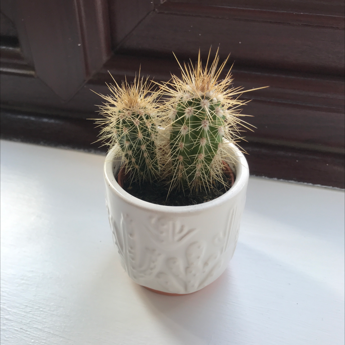Engelmann's Hedgehog Cactus in a white pot, healthy and well-framed.