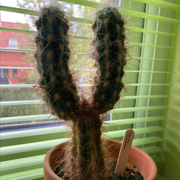 Photo of the plant species Rebutia krainziana by @alex_aspel named Cactus Jack on Greg, the plant care app