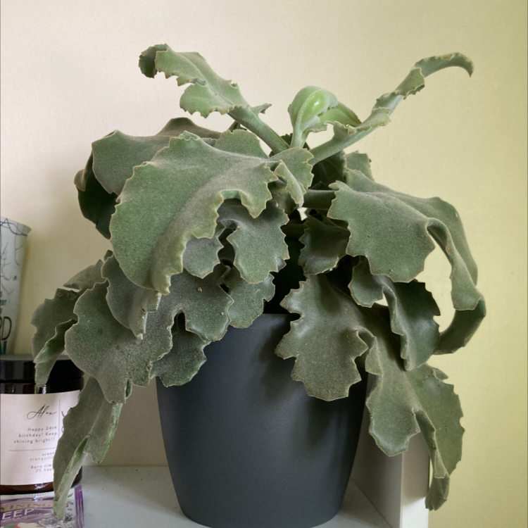 Felt Bush plant in a pot with green, wavy-edged leaves.