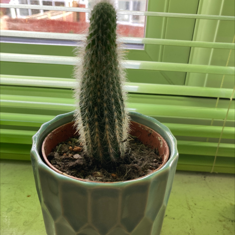 Silver Torch Cactus in a pot on a windowsill, appears healthy.