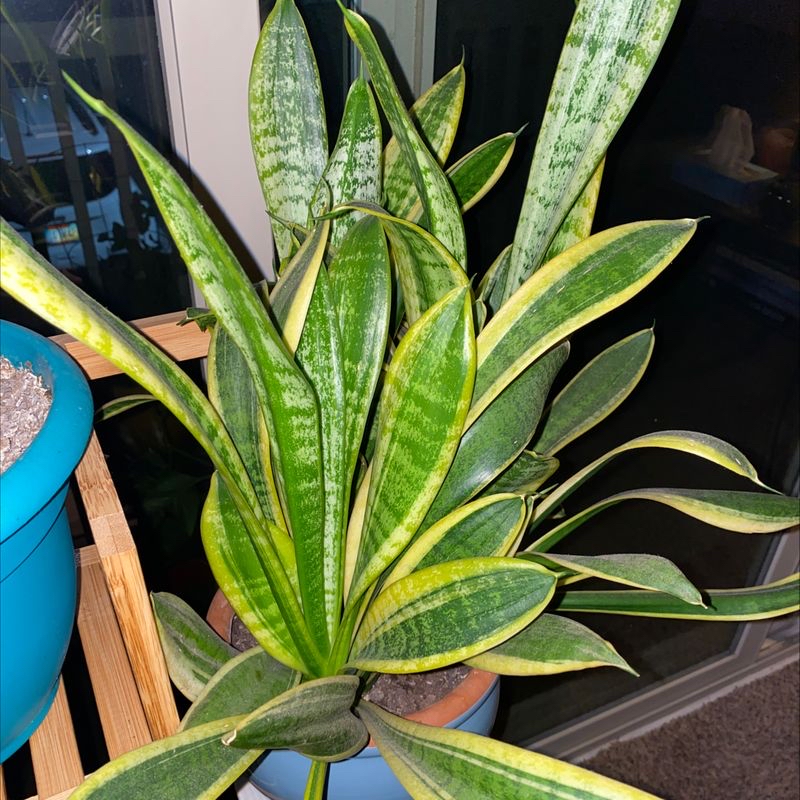 Photo of the plant species Terrarium by Luke named Your plant on Greg, the plant care app