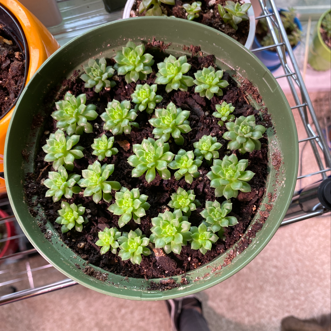 Potted Palmer's Sedum with multiple small, green rosettes in visible soil.