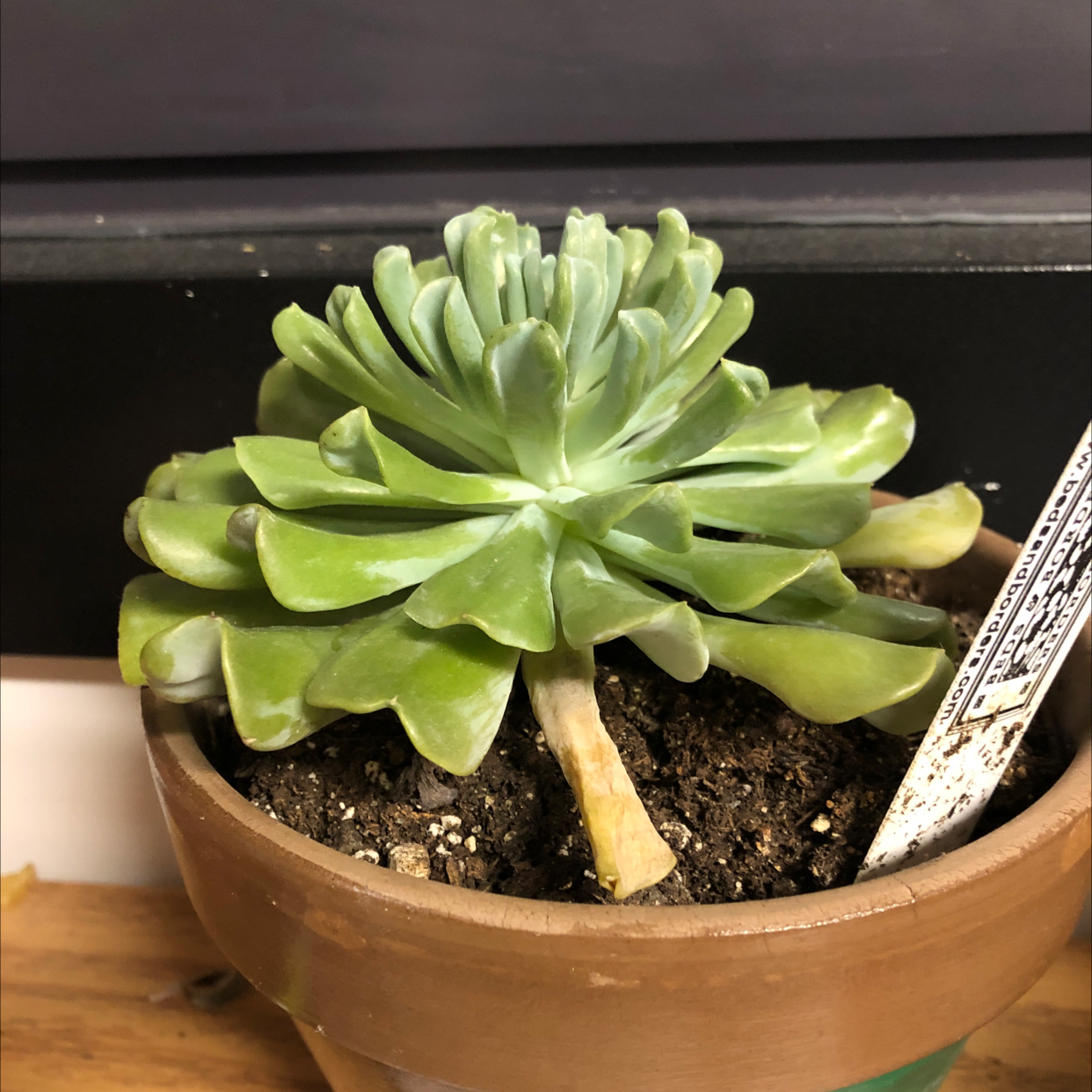 Potted Echeveria Runyonii with visible soil and some yellowing at the base.