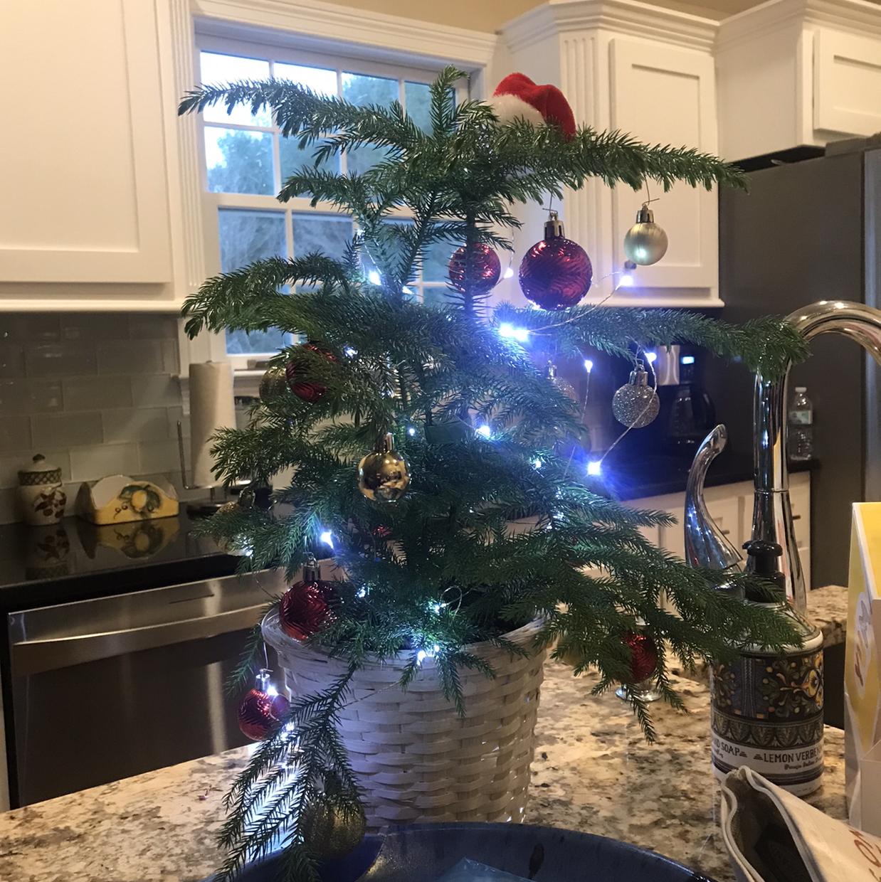 Norfolk Island Pine decorated with Christmas ornaments and lights in a white basket on a kitchen counter.
