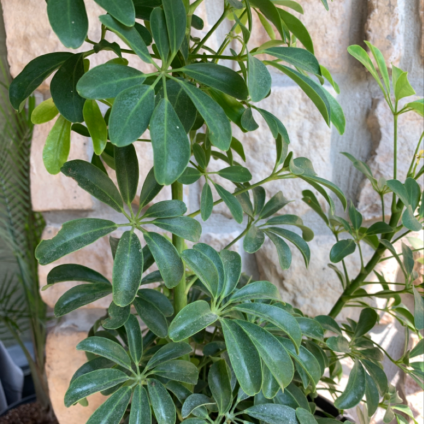 Close-up of a healthy dwarf umbrella tree with lush, dark green, glossy leaves in the characteristic umbrella-like shape.